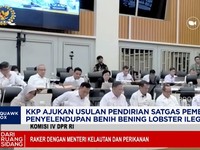 Video: Marak Penyelundupan,KKP Usul Bentuk Satgas Benih Lobster Ilegal