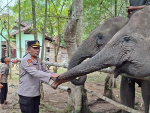 Polda Riau Dukung Pelestarian Gajah di PLG Sebanga