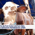 Video: Pemerintah Impor 40 Ribu Sapi Perah Hingga Sapi Pedaging