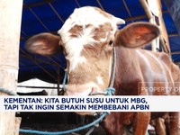 Video: Pemerintah Impor 40 Ribu Sapi Perah Hingga Sapi Pedaging