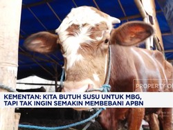 Video: Pemerintah Impor 40 Ribu Sapi Perah Hingga Sapi Pedaging
