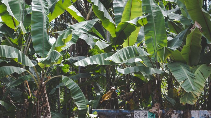 Pohon Pisang. (Dok. Freepik)