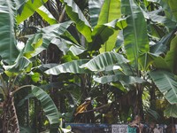Top! Negara Kecil Ini Kembangkan Pakaian dari Pisang