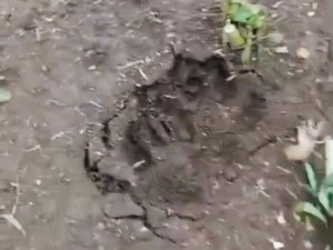 Jejak Misterius Ditemukan di Lembang, Warga Takut Itu Macan Tutul yang Kabur