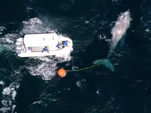 Video: Momen Penyelamatan Paus Bungkuk dari Jeratan Pancing di Australia