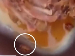 Viral Ada Kecoa di Makan Bergizi Gratis, Wagub Kepri Bakal Cek Dapurnya