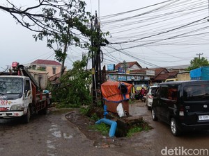 Pohon Tumbang di Macan Lindungan Saat Hujan, Satu Ruas Jalan Tertutup