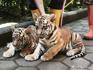 Evaluasi Pemkot Usai Kematian Huru dan Hara di Bandung Zoo