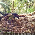 Macan Kumbang Punya Anak Macan Tutul di Karawang, Ini Penjelasan Ahli