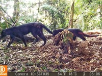 Macan Kumbang Punya Anak Macan Tutul di Karawang, Ini Penjelasan Ahli