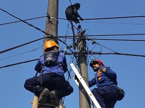 Ada Lutung Nyangkut di Kabel Listrik, Damkar Bogor Lakukan Evakuasi