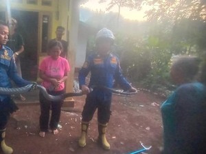 Petugas Damkar Sumedang Evakuasi King Kobra Nyasar ke Kamar Heni