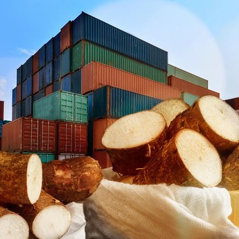 Impor Singkong & Tapioka RI Bikin Kaget, Melonjak 800%