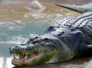Perkenalkan, Ini Lolong si Buaya Terbesar di Dunia
