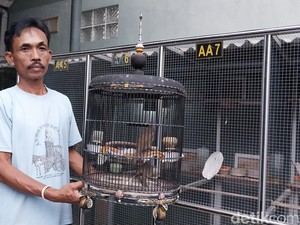 Kisah Harijono Tekuni Budidaya Perkutut Bernilai Ratusan Juta