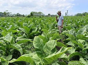 Petani dan Pekerja Dorong Moratorium Kenaikan Cukai Tembakau
