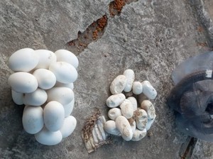 Teror Kobra di Klaten, 10 Hari Ketemu 2 Ular dan 70 Telur Siap Menetas