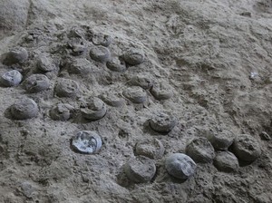 Temuan Ribuan Telur Dinosaurus Berusia 86 Juta Tahun Lalu, Ilmuwan Ungkap Fakta Ini