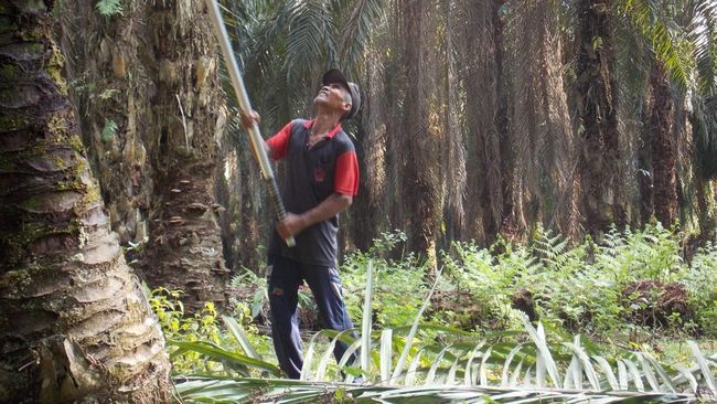Sawit Dituding Jadi Penyebab Banjir Sumatra, Ini Kata Guru Besar USU