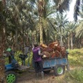 Kopdes Merah Putih Bisa Kelola Kebun Sawit Sitaan? Ini Kata Kemenkop