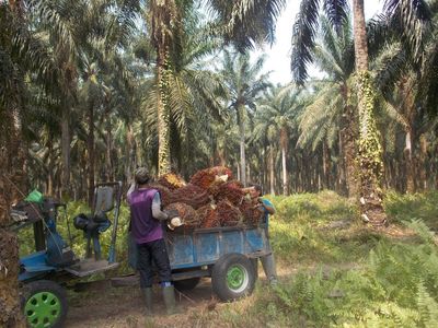 Ada Kabar KopDes Merah Putih Garap Kebun Sawit Sitaan, Ini Kata GAPKI