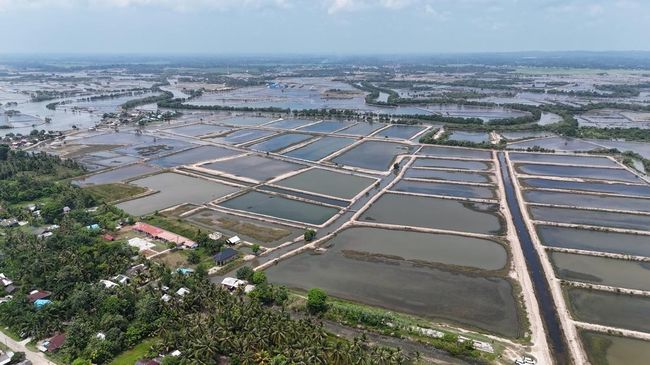 KKP Mulai Garap Proyek Raksasa Budidaya Udang di Indoensia Timur