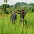 BRI Perkuat Dukungan untuk Sektor Pertanian Lewat Akses Pembiayaan