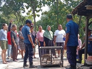 2 Pekan Teror Warga, Monyet Ekor Panjang Ditangkap di Ngemplak Klaten