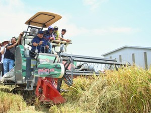 Petani Ungkap Fakta ke Sudaryono, Baru di Era Prabowo Panen Padi Dua Kali