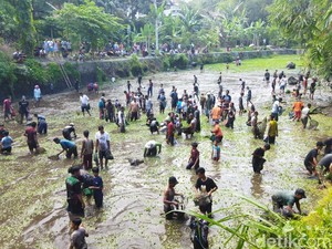 Tradisi Buka Tetek yang Unik di Klaten, Pesertanya Ratusan Orang