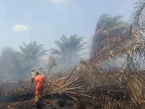 4 Hari Terbakar, Karhutla di Muara Enim-OKI Terjadi di Lahan Gambut