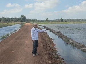 Ratusan Hektar Sawah di Bangka Selatan Terendam Banjir