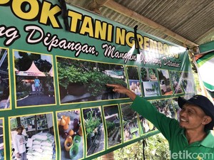 Cerita Kelompok Tani Jogja Tanam Kentang Jembut, Gampang tapi...