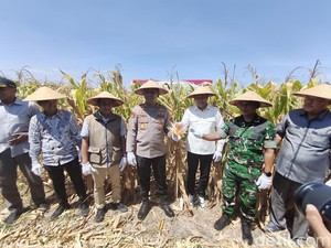 Dukung Swasembada Pangan, Pemkab Sidoarjo Panen Raya Jagung Kuartal III