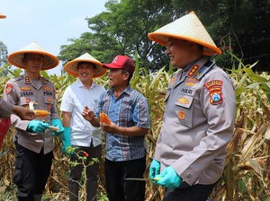 Polresta Malang Kota Panen Raya Jagung Serentak Kuartal III 2025