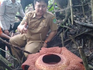 Cantiknya Raflessia Arnoldi di Jalan Liku Sembilan Tabah Penanjung Bengkulu