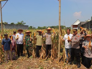 Polres Probolinggo Kota dan Poktan Kanigaran Gelar Panen Raya Jagung