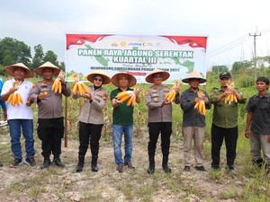 Dukung Ketahanan Pangan, Polres Siak Panen Setengah Ton Jagung