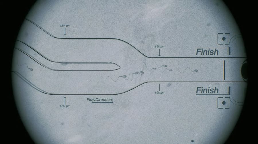 Lomba adu balap sperma yang diselenggarakan di Los Angeles. (Tangkapan Layar Youtube/ Sperm Racing)