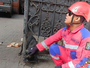 Dramatisnya Evakuasi Anjing Kintamani Terjepit Pagar di Surabaya