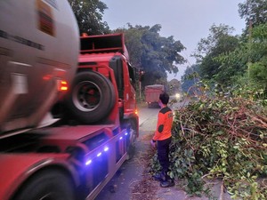 Pohon Tumbang di Jalan Sekayu-Palembang Sempat Bikin Macet
