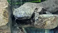 Salamander Raksasa Hasil Hibrida Bikin Bingung Ilmuwan