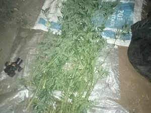 Aksi Nekat Pria Bandung Tanam Ganja di Kebun yang Berujung Bui