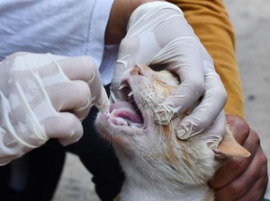 Awal Mula Wanita Jembrana Digigit Kucing Diduga Rabies hingga Meninggal
