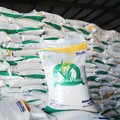 Harga Beras Sumbang Deflasi, Tapi BPS Kasih Peringatan Keras Soal Ini