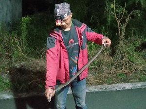 Kobra Jawa 1,5 Meter Dievakuasi Saat Ngumpet di Taman Perumahan Klaten