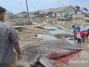 Hiu Tutul Ditemukan Mati di Perairan Muaragembong Bekasi