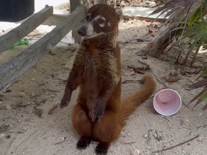 Turis Nyaris Kena Rabies gegara Gemas Pegang-pegang Hewan di Pantai
