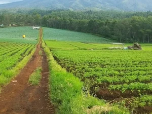 Menikmati Kabut dan Hutan Pinus di Bukit Jengkoang Batu