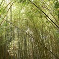 Hutan bambu di Indonesia. (Dok. Freepik)
